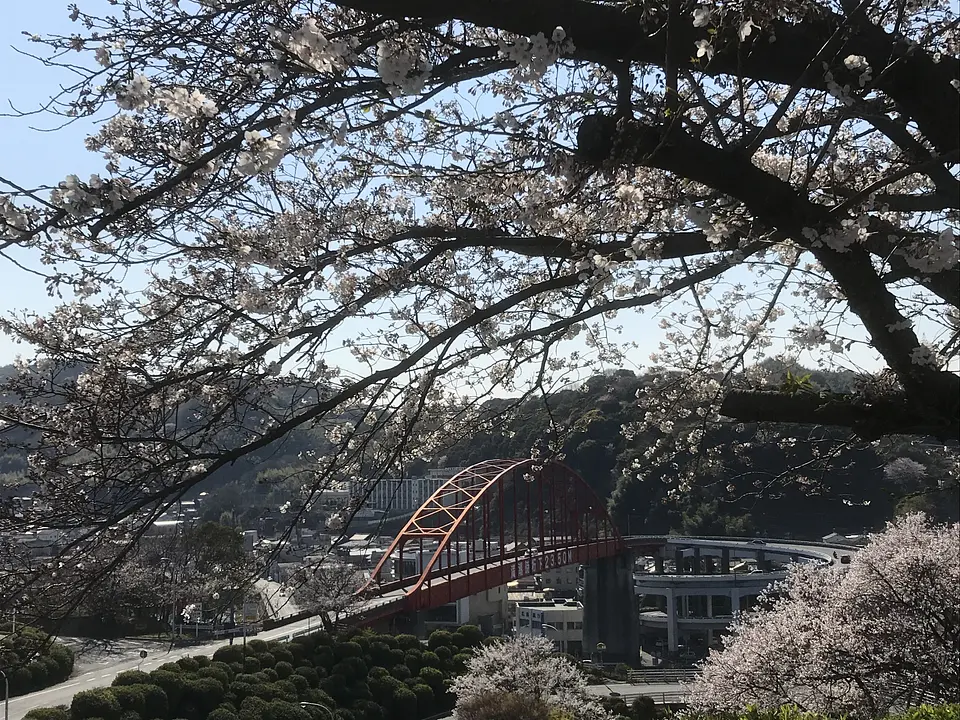 音戸の瀬戸公園（桜）