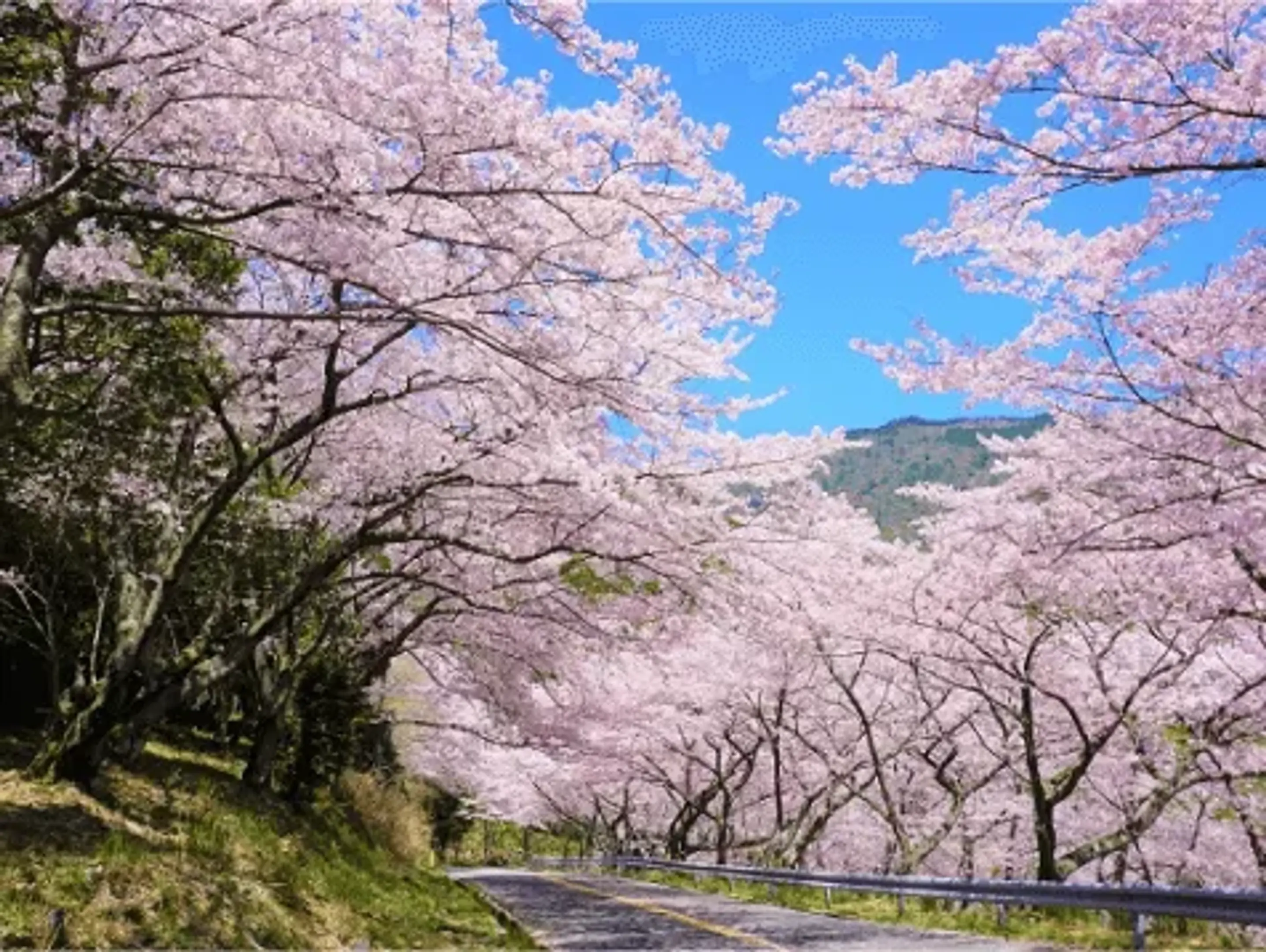 野呂山②