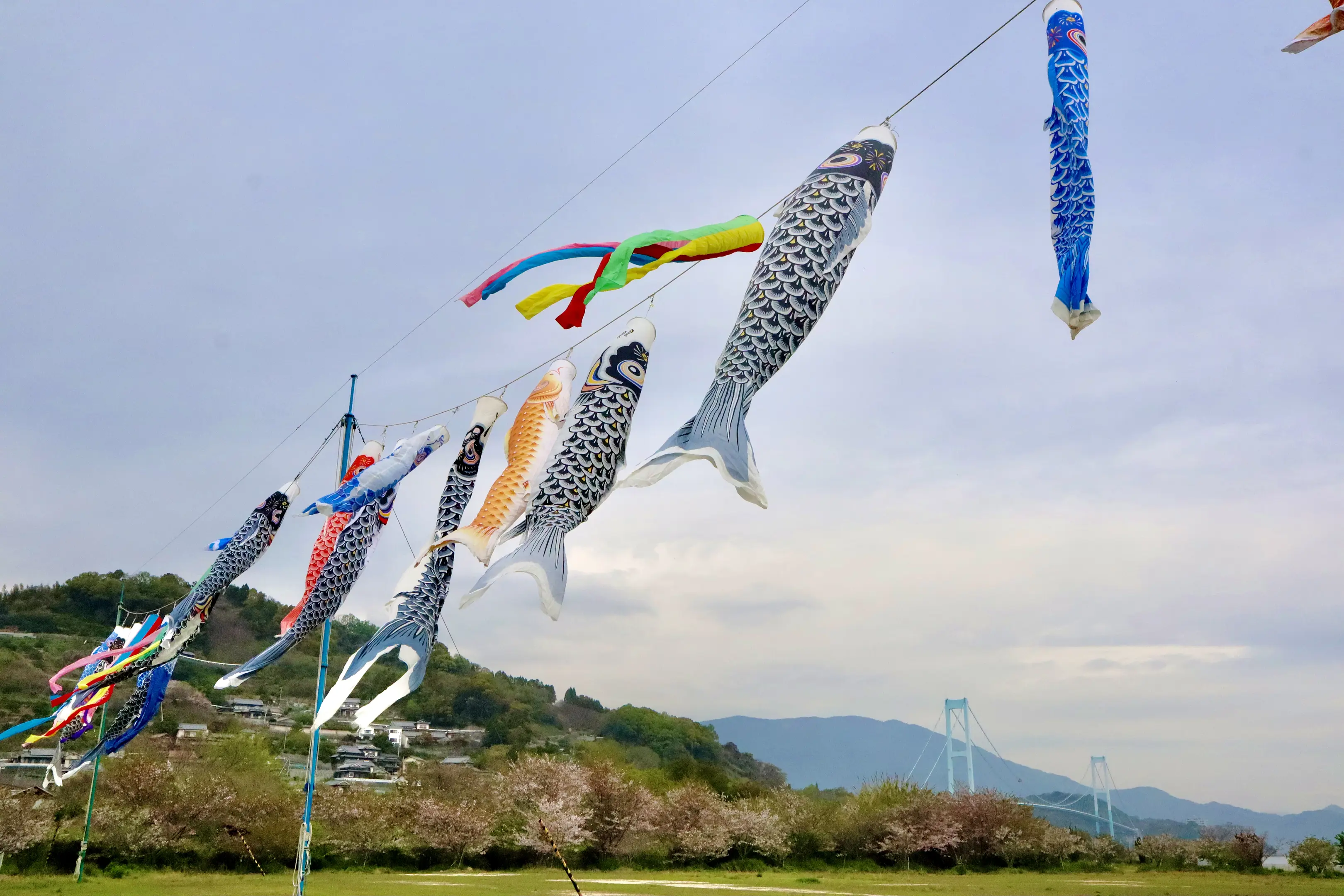 鯉のぼり