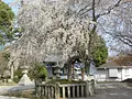 清盛公手植の松後地のしだれ桜