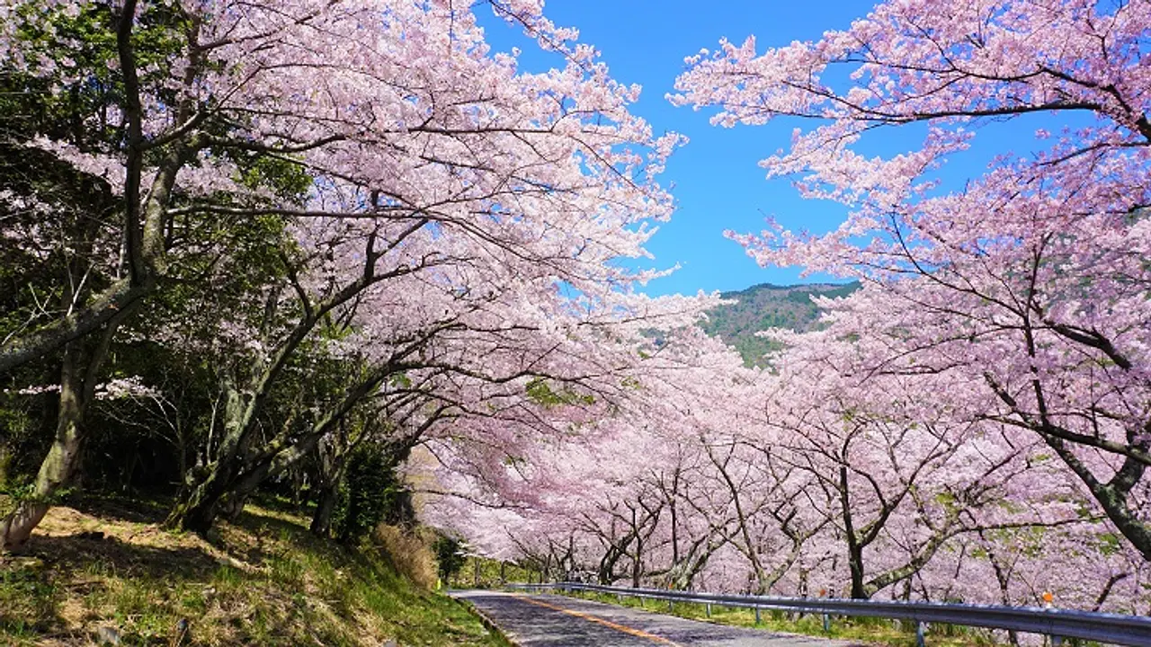 野呂山桜.jpg